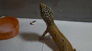 СИНДРОМ ЭНИГМЫ у эублефаров / Что это такое ? / Как это выражается ?