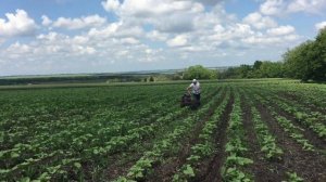 Прополка подсолнуха мотоблоком Мотор Сич 13Е