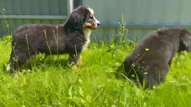 Bernese Mountain Dog puppy walk.( Прогулка щенков Бернского зенненхунда.) смотреть онлайн