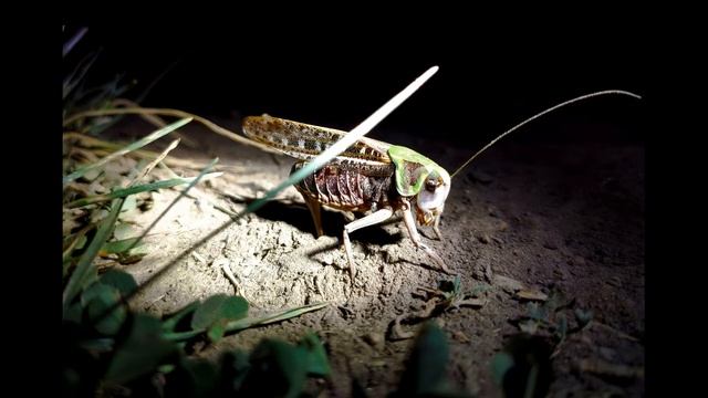 Л Татьяничева Баллада о сверчке #поэты20века #стихиодружбе смотреть онлайн