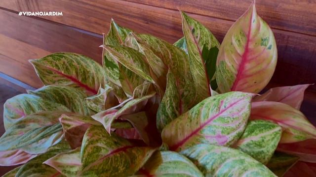 Descubra a elegância natural da Aglaonema Green Papaya! смотреть онлайн