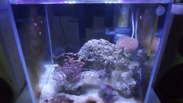 Запуск морского аквариума. Итоги. смотреть онлайн