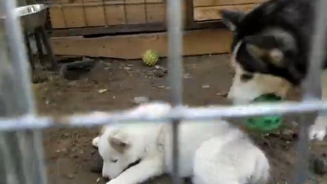 Соседские собачки. То есть просто маленькие Хаски. смотреть онлайн