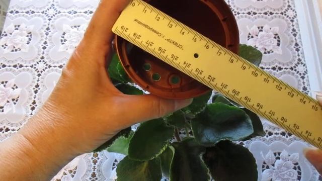 Как правильно подобрать горшочек для пересадки фиалки. смотреть онлайн