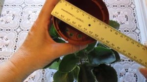 Как правильно подобрать горшочек для пересадки фиалки.