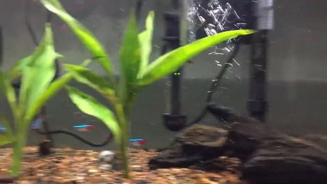 How to care for black racer Nerite snails смотреть онлайн