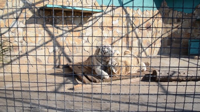 Доброе утро у наших молодых тигров ! смотреть онлайн