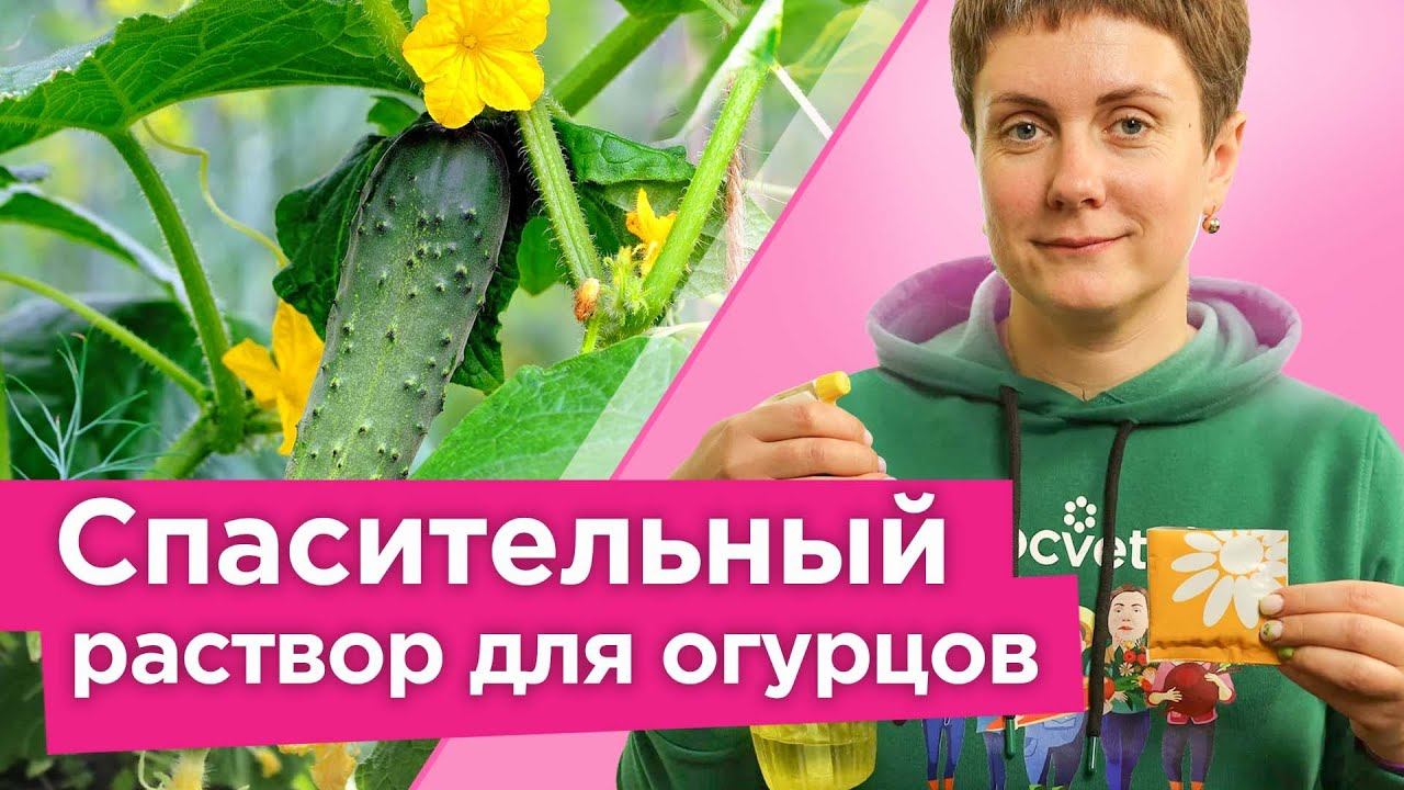 ОГУРЦЫ БЕЗ ЭТОГО НЕ ЗАВЯЗЫВАЮТСЯ, ЖЕЛТЕЮТ И ОПАДАЮТ! Спасительный раствор для хорошей завязи смотреть онлайн