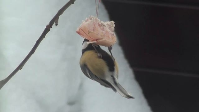 Птичий телевизор #3 // Из города в деревню