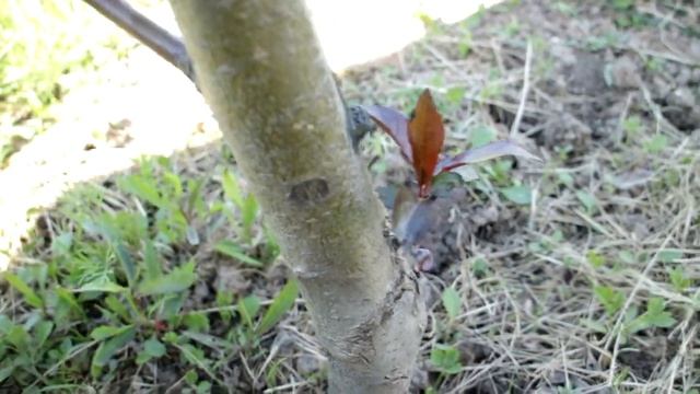 249_Карликовые яблони весной смотреть онлайн