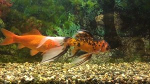 Золотые рыбки