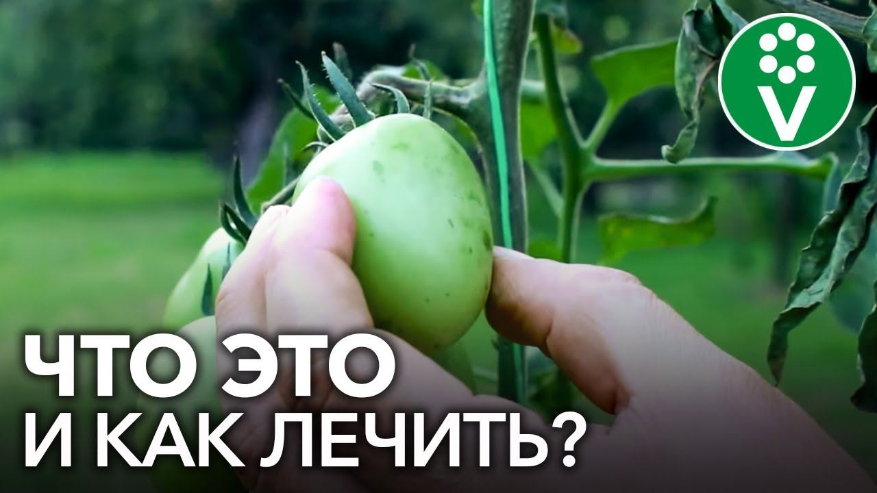 БАКТЕРИАЛЬНЫЙ РАК ТОМАТОВ: характерные признаки и способы лечения смотреть онлайн