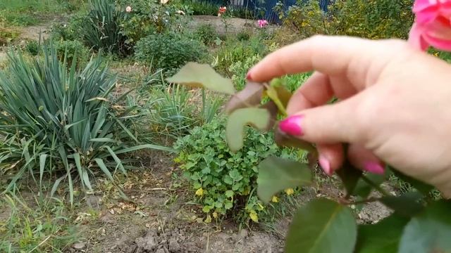 Вот так и живём,в селе!Приехала с рынка!Отвечаю и показываю! смотреть онлайн
