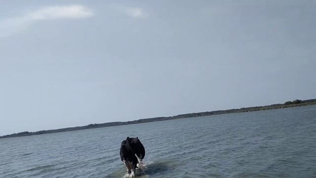 "КАК ПРОСТО ОПРЕДЕЛИТЬ ЧТО КОРОВЕ СКОРО ТЕЛИТЬСЯ" Ждём приплод!!!! смотреть онлайн