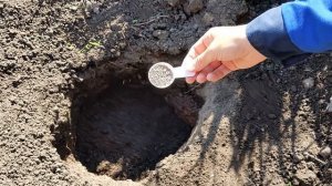 Посадка туи. Туя западная Холмструп. Tuja Holmstrup.