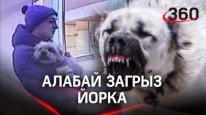 Алабай загрыз йорка на глазах хозяев