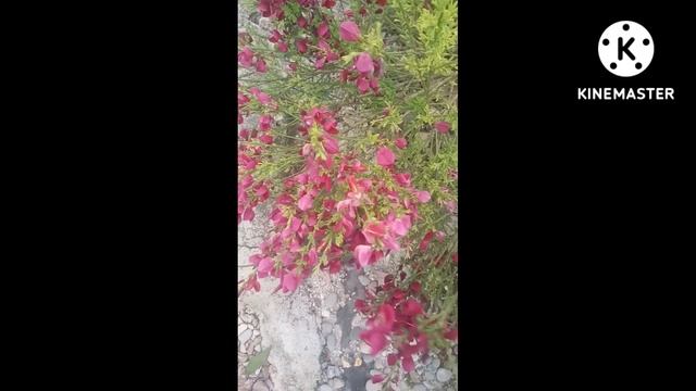 Ракитник #Shorts смотреть онлайн