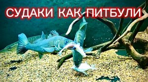 СУДАКИ И БОЛЬШИЕ ЖИВЦЫ. ПРОДОЛЖЕНИЕ