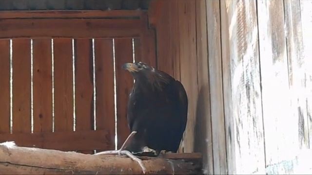 Беркут из Центра реабилитации хищных птиц "Холзан" смотреть онлайн