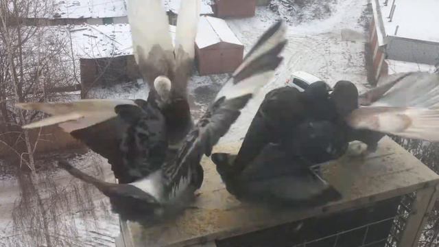 Голубиные бои смотреть онлайн