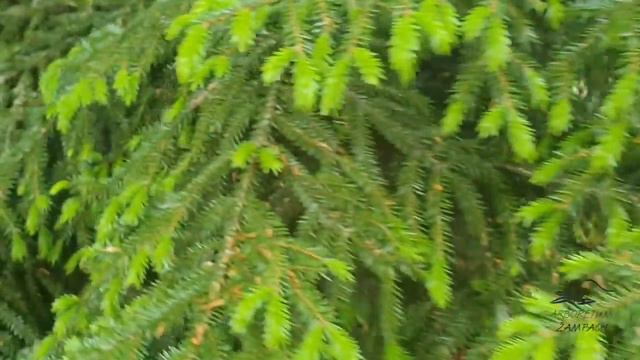 Picea orientalis smrk východní смотреть онлайн