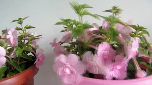 Ахименес "Double pink rose" смотреть онлайн