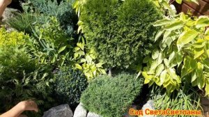 Красивый хвойный цветник.хвойная композиция.Красивый сад своими руками.Дача.Сад СветаСветланы