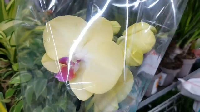Сортовые ОРХИДЕИ с названиями в LEROY MERLIN | ЛЕРУА МЕРЛЕН | Орхидея Orchid ORCHIDS ОРЕНБУРГ смотреть онлайн