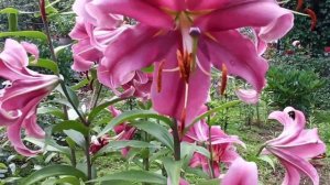 Лилии- деревья: Pretty Woman, Фризо, Anastasia,Генри.