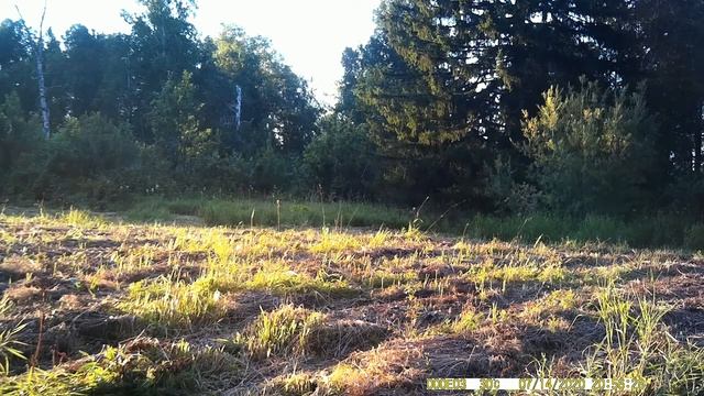 Из жизни сибирской косули июль 20г смотреть онлайн