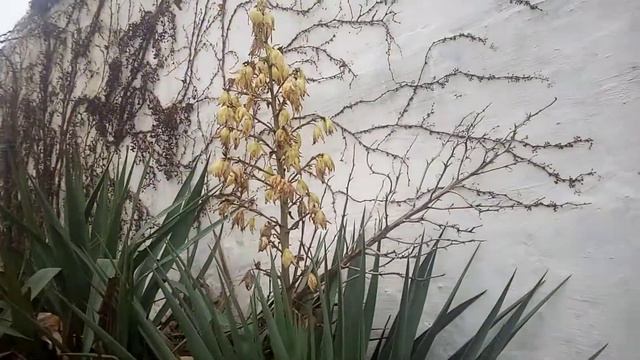 Цветущая колючая иголочка типа ёлочка смотреть онлайн