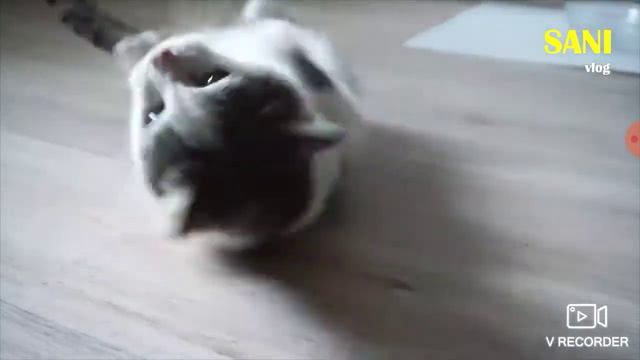 Люди очень добрие став лайк за кота если жаль котов и собак оригиналь видео в описание смотреть онлайн