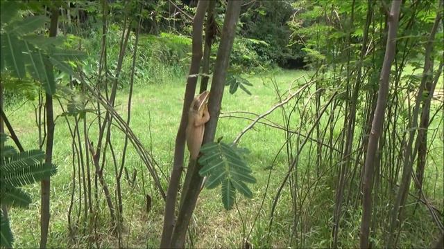 Giant sensitive tree (Mimosa pigra) смотреть онлайн