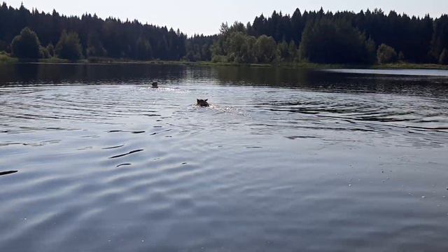 Катаюсь на Дарике во время купания  Может, он будет пес спасатель