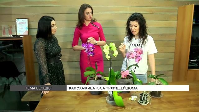 Как ухаживать за орхидеей дома? смотреть онлайн