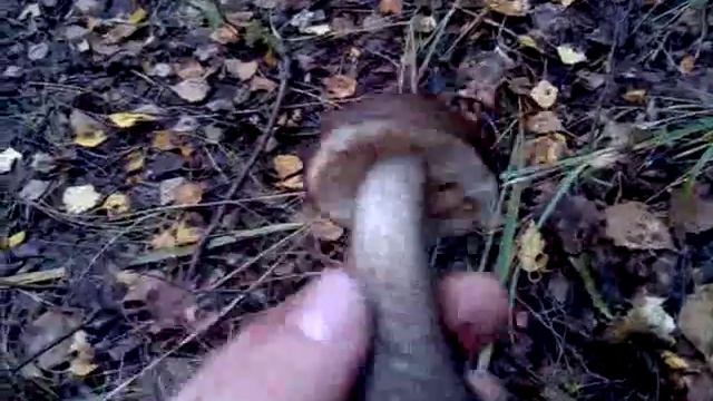 Обзор на гриб подберёзовик.avi