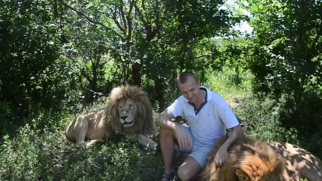 Львы ЧИП , ГЕК и замечательная семейная пара ! смотреть онлайн