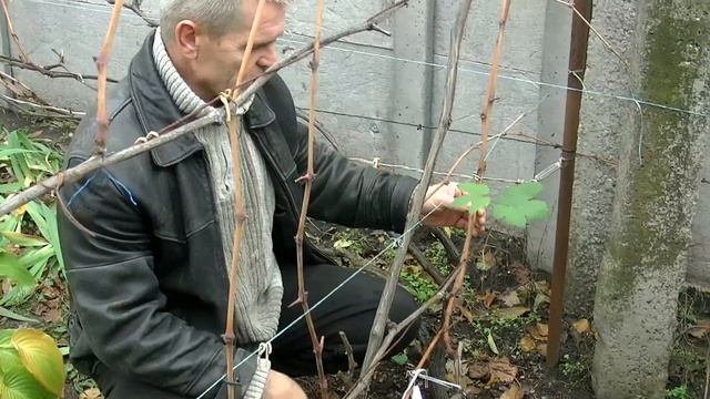 Вызревание виноградной лозы и укрытие удачной прививки. смотреть онлайн