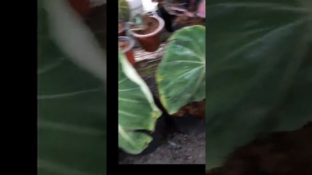 newly propagate philodendron gloriosum,one leaf,single node смотреть онлайн