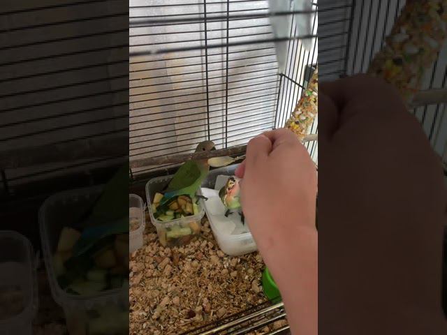 Ручные неразлучники кушают смесь смотреть онлайн