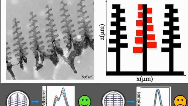 MTLE 6960 Nanostructured Materials: Morpho Butterflies смотреть онлайн