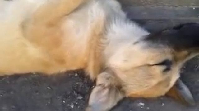 dog fast asleep(пальма крепко спит) смотреть онлайн