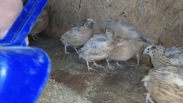 Напольное содержание перепелов. Как часто меняю подстилку? Часть 6. смотреть онлайн