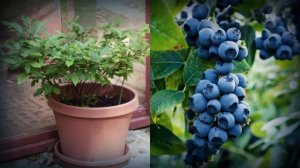 Как вырастить голубику в горшке: Часть первая. Выращивание голубики в горшке. Шаг✔ #how_to_grow_blu
