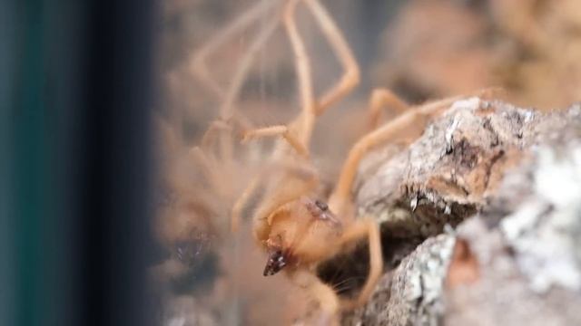 "CAMEL SPIDER" - fakty i mity o SOLFUGACH! смотреть онлайн