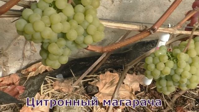 Виноград Беларуси. Лидчина . Сорт винограда -Цитронный магарача. смотреть онлайн