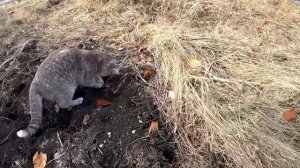 КРОТЫ СБЕЖАЛИ КАК ОШПАРЕННЫЕ. Эффективный метод избавиться от кротов