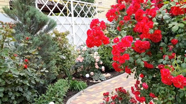 Восхитительное цветение роз Кордана,Лагуна,Фламентанц,Принц де Монако,Чиппендейл и другие сорта смотреть онлайн