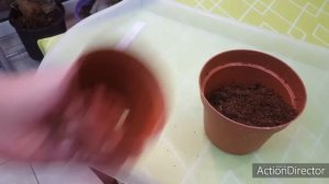 Пальма из Семян??Легко!?Посев и пересадка