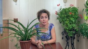 Пересадка Хлорофитума